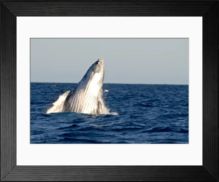 Framed Print : Humpback Whale Print, Ile Sainte Marie, Madagascar Framed Print : Humpback Whale Print, Ile Sainte Marie, Madagascar