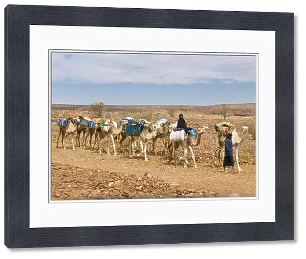 Camel caravan riding through the stone desert near Atar, Mauritania, Africa