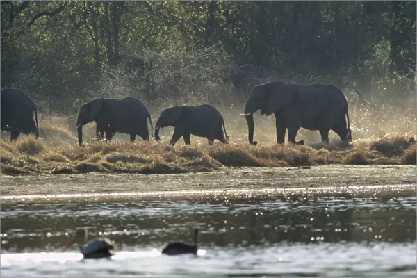 Elephants, Moremi Wildlife reserve, Okavango Delta, Botswana, Africa