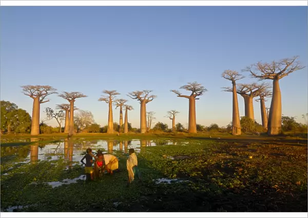 People fishing at the Avenue de Baobabs at sunset, Madagascar, Africa