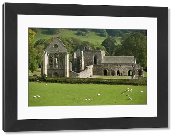 Valle Crucis Abbey, Llantisilio, Llangollen, Denbighshire, Wales, United Kingdom, Europe