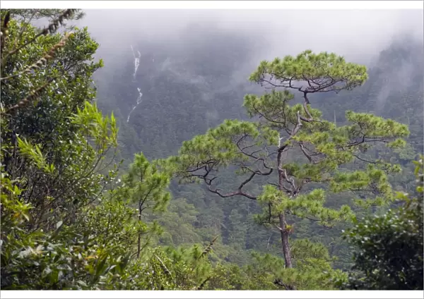 Rainforest waterfall in Parque Nacional Montana de Celaque, Gracias, Honduras