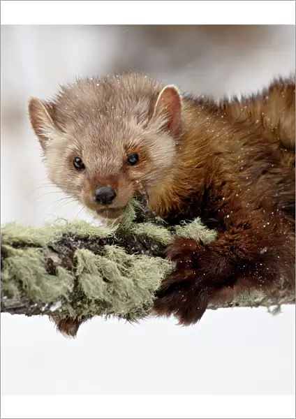 Captive fisher (Martes pennanti) in a tree in the snow, near Bozeman, Montana