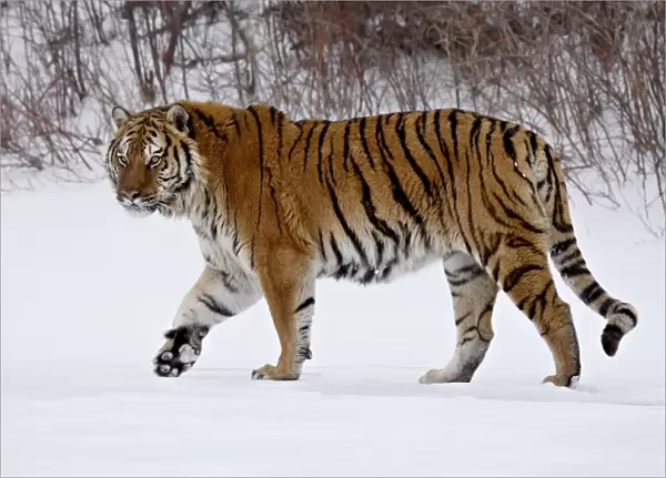 Captive Siberian Tiger (Panthera tigris altaica) in the snow, near Bozeman