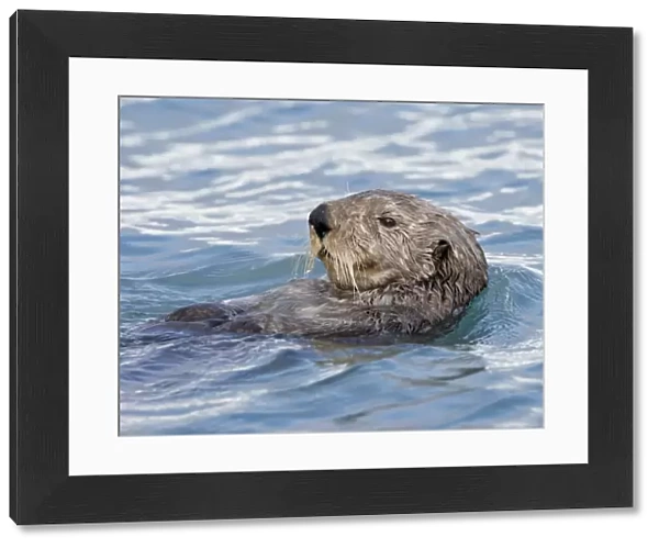Sea otter (Enhydra lutris) on its back, Homer, Alaska, United States of America
