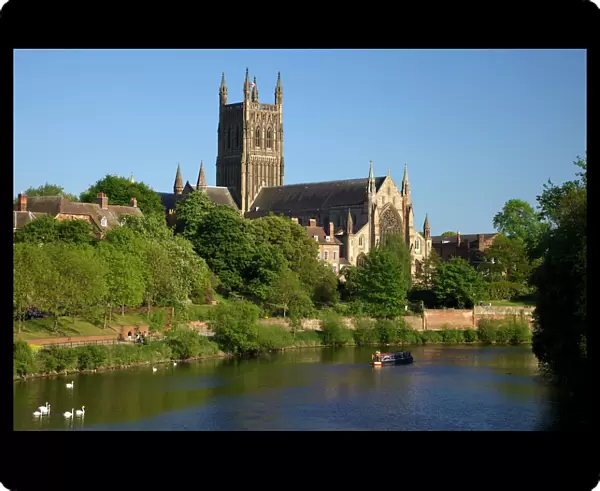 Mute swans and barge on River Severn, spring evening, Worcester Cathedral