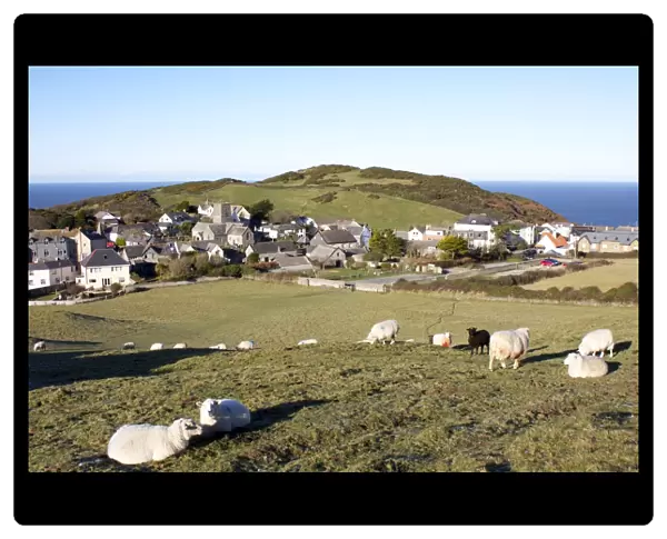 Grazing sheep, Mortehoe, Devon, England, United Kingdom, Europe
