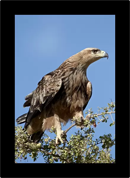 Tawny eagle (Aquila rapax), Kruger National Park, South Africa, Africa