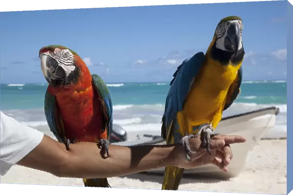 Two parrots, Bavaro Beach, Punta Cana, Dominican Republic, West Indies