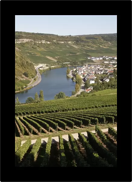 Vineyards and village of Machtum, Mosel Valley, Luxembourg, Europe