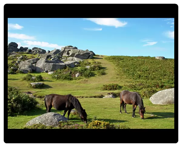 Dartmoor ponies, Bonehill Rocks, Dartmoor National Park, Devon, England