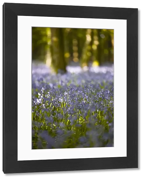 Bluebells, Hillfield Hill, Dorset, England, United Kingdom, Europe