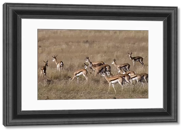 Springbok (Antidorcas marsupialis), Huab River Valley, Torra Conservancy, Damaraland, Namibia, Africa