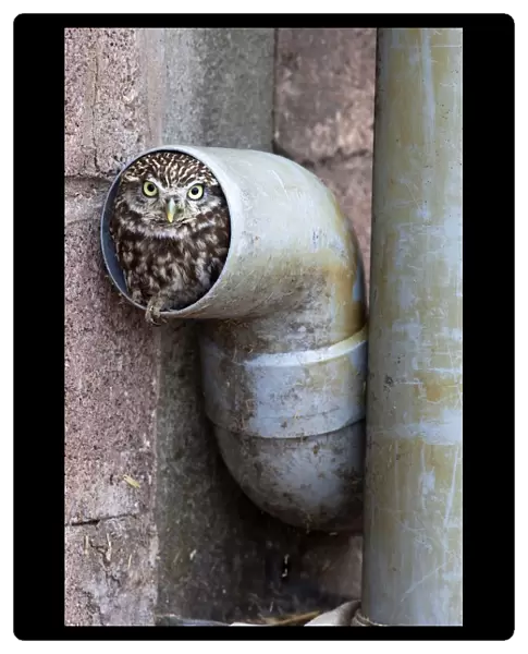 Little owl (Athene noctua) in drainpipe, captive, United Kingdom, Europe