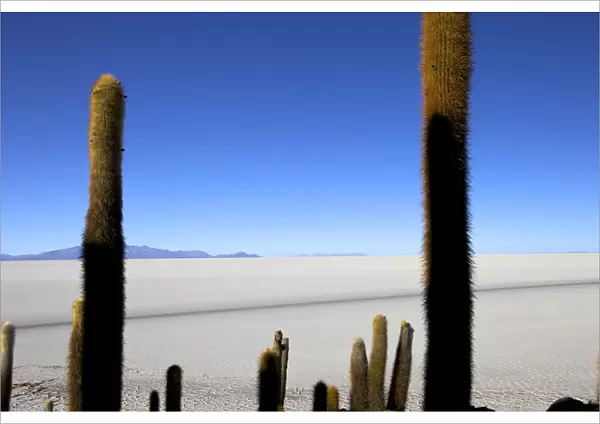 Cacti on Isla de los Pescadores and the salt flats of Salar de Uyuni, Southwest Highlands, Bolivia, South America