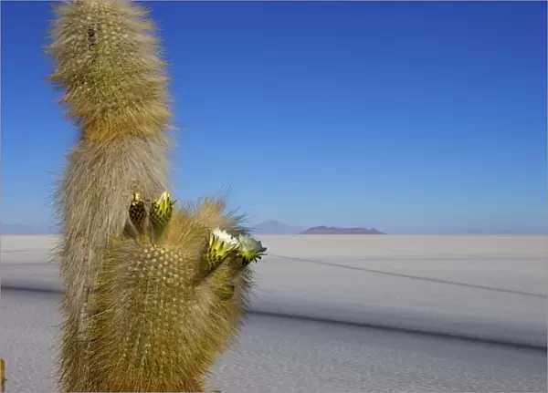 Cacti on Isla de los Pescadores and salt flats, Salar de Uyuni, Southwest Highlands, Bolivia, South America