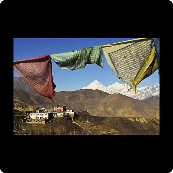 Muktinath and Dhaulagiri Himal, Muktinath Valley, Annapurna Conservation Area, Mustang District, Dhawalagiri (Dhaulagiri), Western Region (Pashchimanchal), Nepal, Himalayas, Asia