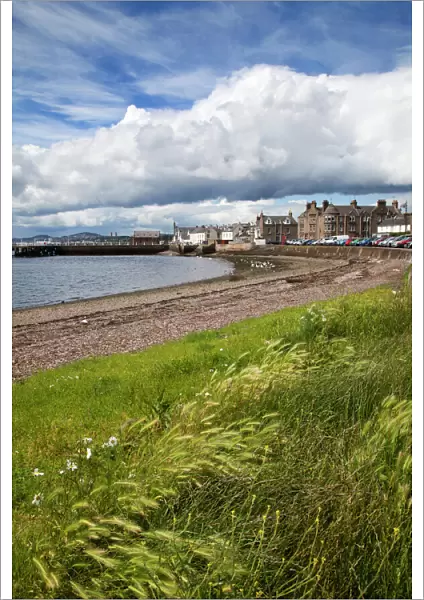 Windswept grasses by the shingle beach at Broughty Ferry, Dundee, Scotland, United Kingdom, Europe
