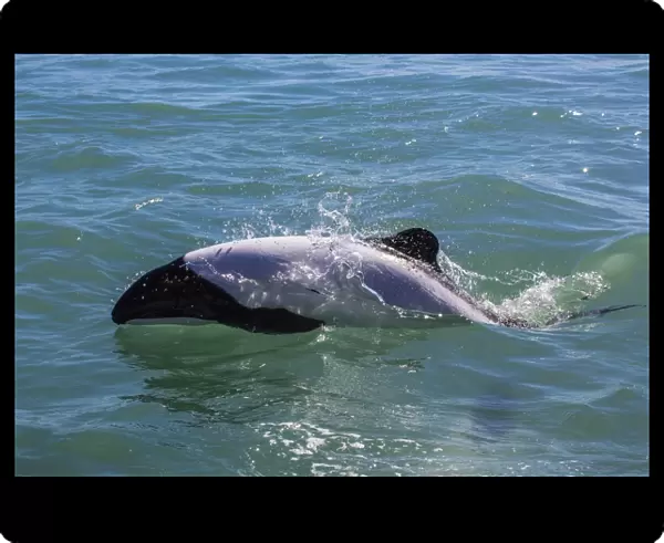 Adult Commersons dolphin (Cephalorhynchus commersonii), Rio Deseado, Puerto Deseado, Santa Cruz, Patagonia, Argentina, South America
