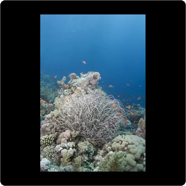 Tropical coral reef with a sea plume (Rumphella aggregata), Ras Mohammed National Park, off Sharm el Sheikh, Sinai, Egypt, Red Sea, Egypt, North Africa, Africa