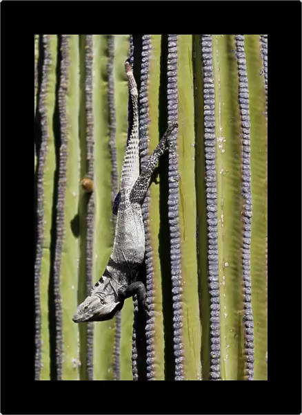 San Esteban spiny-tailed iguana (Ctenosaura conspicuosa) on cardon cactus, Isla San Esteban, Gulf of California (Sea of Cortez), Baja California, Mexico, North America