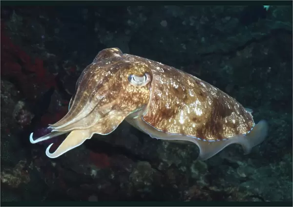 Broadclub cuttlefish (Sepia Latimanus), Southern Thailand, Andaman Sea, Indian Ocean, Southeast Asia, Asia