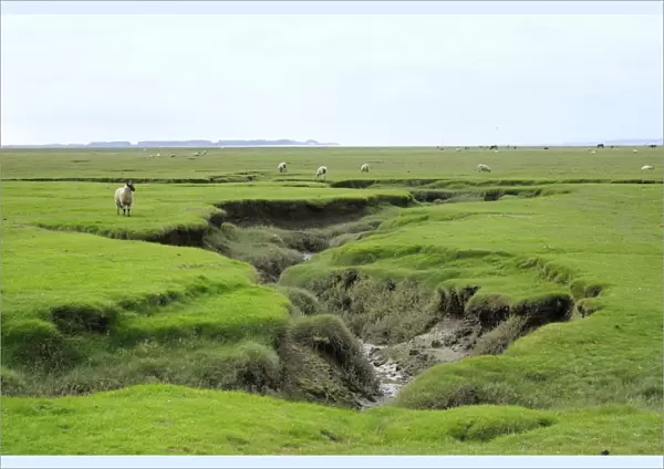Sheep (Ovis aries) grazing Llanrhidian salt marshes by tidal creeks, The Gower Peninsula, Wales, United Kingdom, Europe