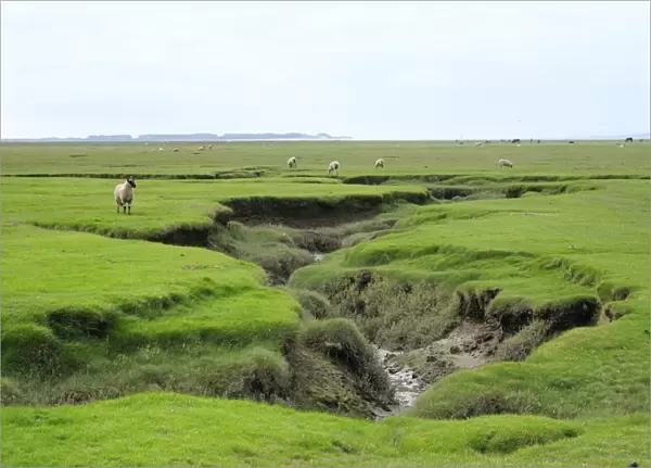 Sheep (Ovis aries) grazing Llanrhidian salt marshes by tidal creeks, The Gower Peninsula, Wales, United Kingdom, Europe