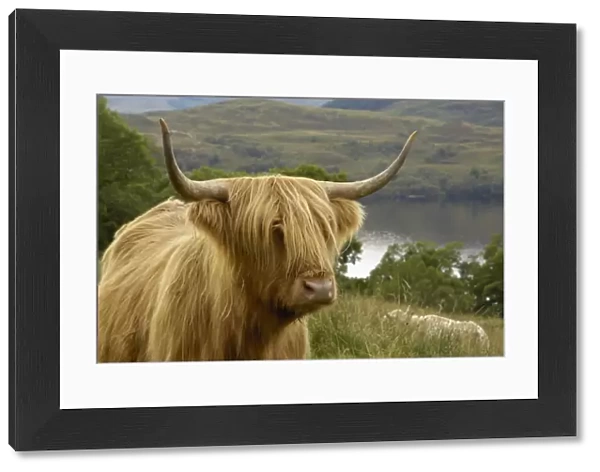 Highland cattle above Loch Katrine, Loch Lomond and Trossachs National Park, Stirling, Scotland, United Kingdom, Europe