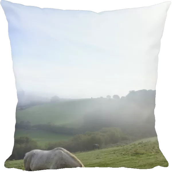 Welsh mountain pony (Equus caballus) grazing a hillside meadow on a foggy autumn morning, Box, Wiltshire, England, United Kingdom, Europe