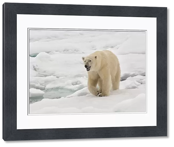 Female polar bear (Ursus maritimus), Svalbard Archipelago, Barents Sea, Norway, Scandinavia, Europe
