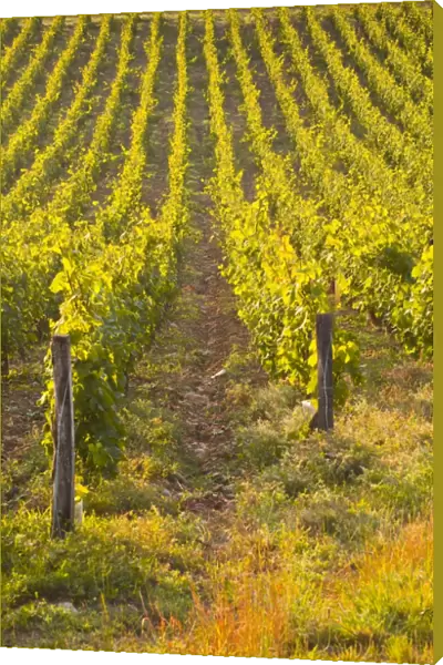 Rows of grape vines in vineyard near to Vezelay in Burgundy, France, Europe
