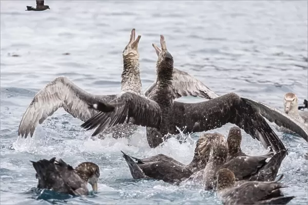 Adult northern giant petrels (Macronectes halli) fighting over a dead seal pup in Elsehul Bay, South Georgia, South Atlantic Ocean, Polar Regions