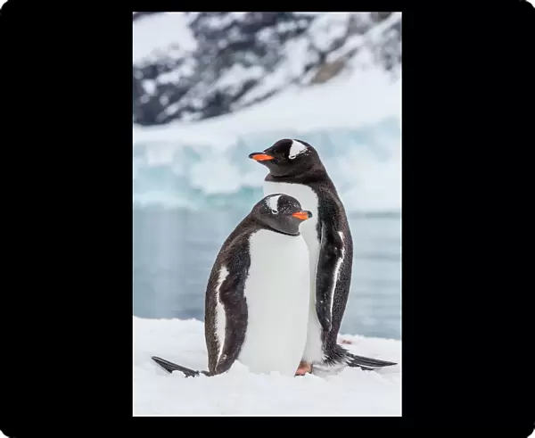 Adult gentoo penguins (Pygoscelis papua), Neko Harbor, Antarctica, Southern Ocean, Polar Regions