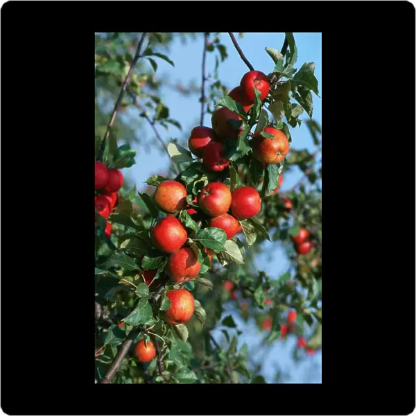 Red Cider Apples on the Branch of an Apple Tree