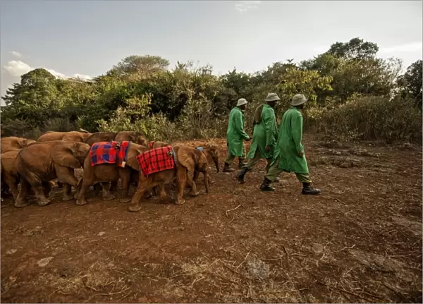 Keepers lead elephants (Loxodonta africana) back from the park into the David Sheldrick Elephant Orphanage at night, Nairobi, Kenya, East Africa, Africa