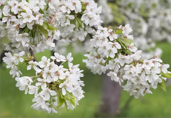 Blossoming cherry tree (Prunus avium), Baden Wurttemberg, Germany, Europe
