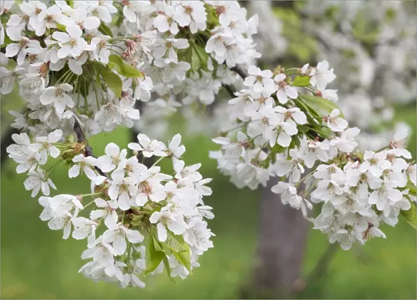 Blossoming cherry tree (Prunus avium), Baden Wurttemberg, Germany, Europe