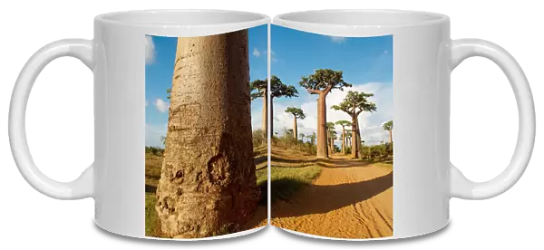 Baobab trees, Morondava, Madagascar, Africa