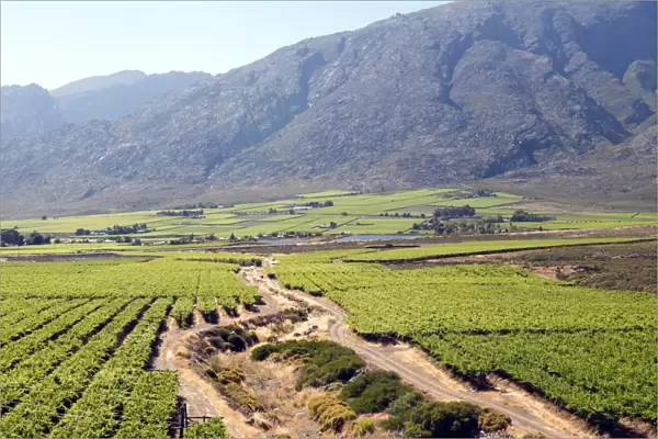 Vineyards and landscape of the Franschhoek area, Western Cape, South Africa, Africa