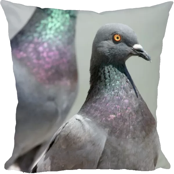 Birds - Two Pigeons