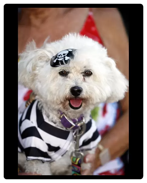 Dog. Poodle dressed as a Pirate