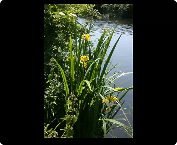 Irises growing on river bank at Canal Bank, Exeter, Devon UK