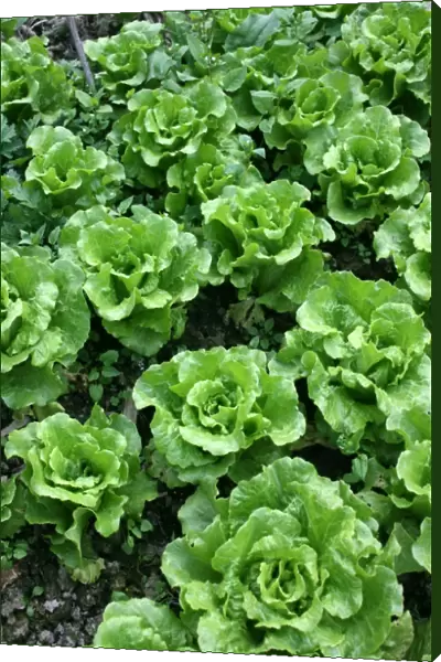 Bed of lettuce