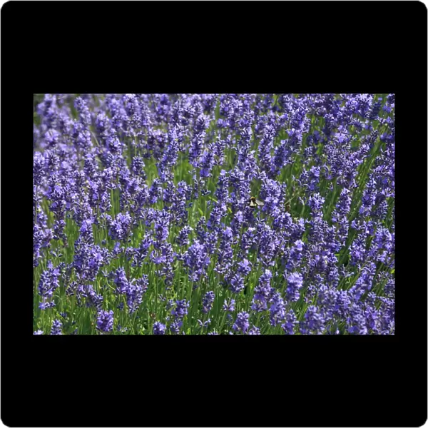 Lavender fields, Kent, UK