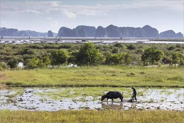 A farmer ploughs a paddy field using a water buffalo, Halong Bay, Ha Long Bay, Quang Ninh Province