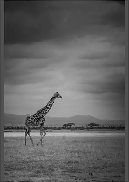 Amboseli Park, Kenya, Italy A giraffe shot in the park Amboseli, Kenya, shortly before