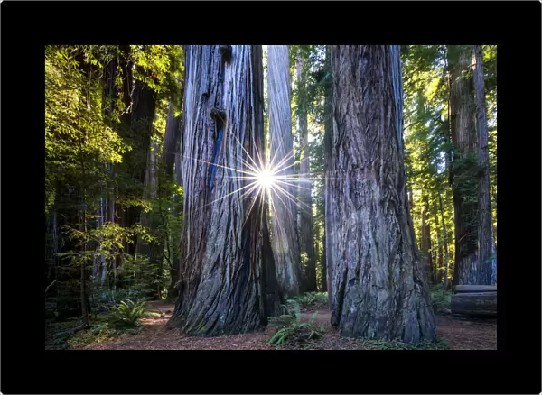 Sunburst Through Redwood Trees, Jedediah Smith Redwood State Park, California, USA