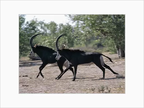 Two male Sable antelopes run across open bush country
