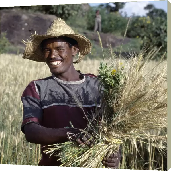 A proud peasant farmer harvests wheat between Ziway